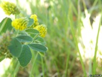 Klee bei uns im Garten