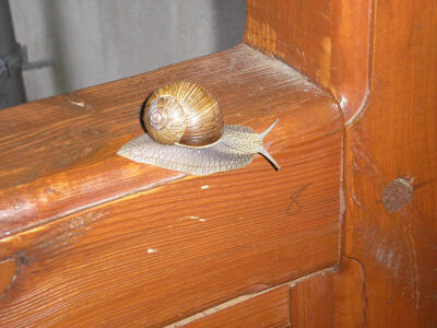 Die Schnecke