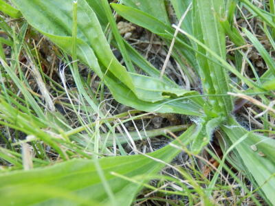 Hairy Plant
