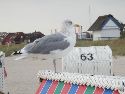 Die Möwe