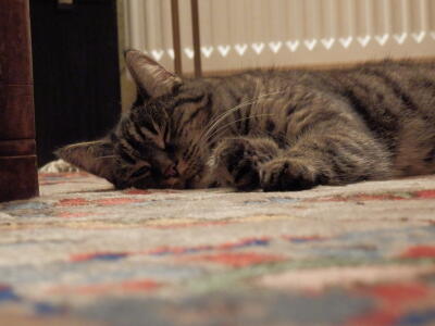Elke Sleeping