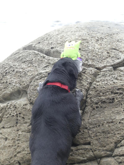 Baxter am spielen mit dem Monstar
