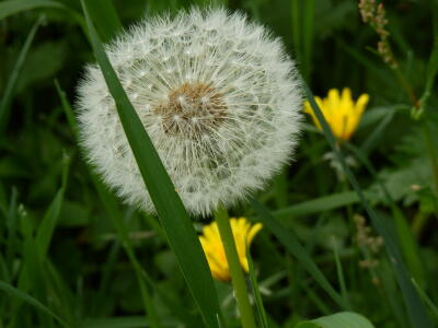 Dandelion