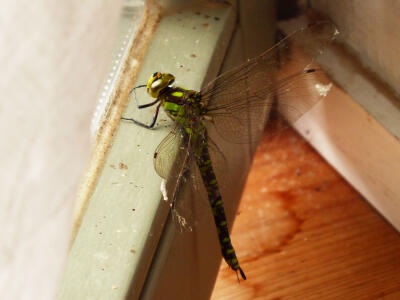 Libelle am Fenster