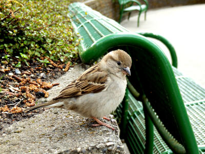 Der Spatz im Hansapark